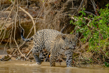 Jaguar wading in a river in the Pantanal