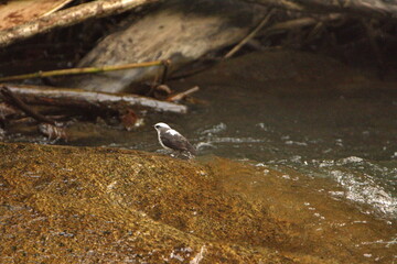 White-capped dipper (Cinclus leucocephalus) perched on a rock in a river in Cuellaje, Ecuador