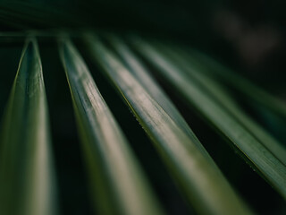 Palm leaves
