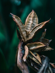 Strelitzia plant