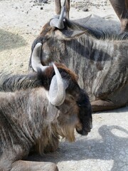 Fototapeta premium Wildebeest resting comfortably on parched ground within zoo habitat, exhibiting calm demeanor