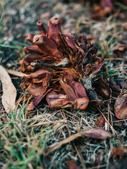 Pine cone