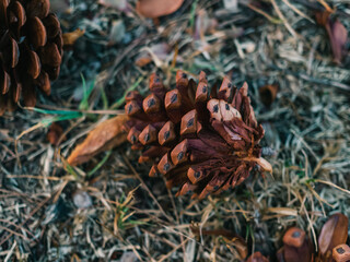 Pine cone