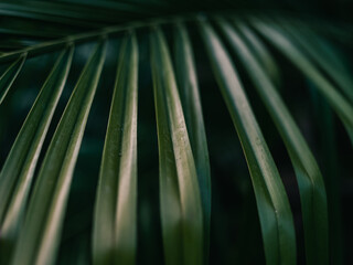 Palm leaves