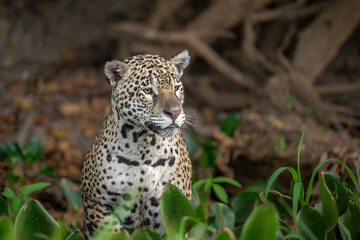 Jaguar searching for prey