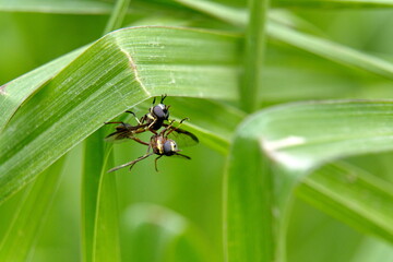Two wasps mating on a blade of grass in Cuellaje, Ecuador
