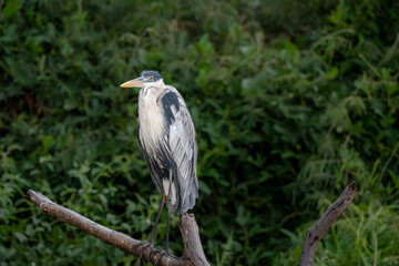 Cocoi Heron