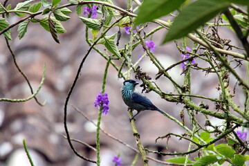 Black-capped tanager (Stilpnia heinei) perched in a bush in Cuellaje, Ecuador