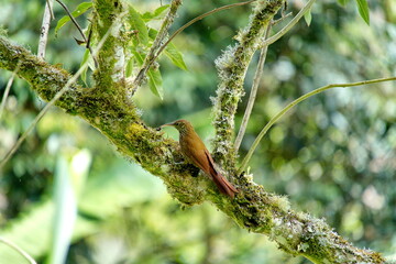 Spotted woodcreeper (Xiphorhynchus erythropygius) on a tree trunk in Cuellaje, Ecuador