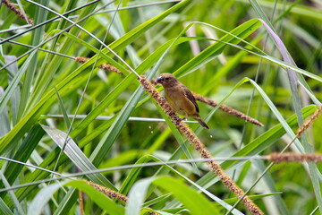 Female variable seedeater (Sporophila corvina) eating grass seeds in a field in Cuellaje, Ecuador