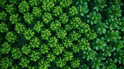 aerial view of green crops in a field