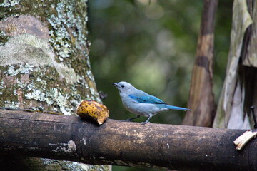 Blue-gray tanager (Thraupis episcopus) on a banana feeder in Cuellaje, Ecuador