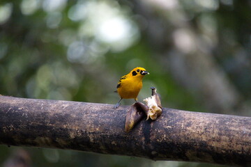 Golden tanager (Tangara arthus) eating a banana on a bird feeder in Cuellaje, Ecuador