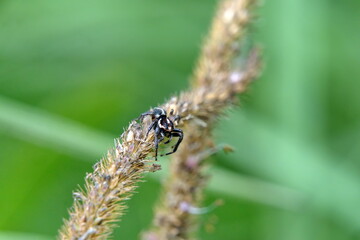 Jumping spider on a stalk of grass seeds in Cuellaje, Ecuador