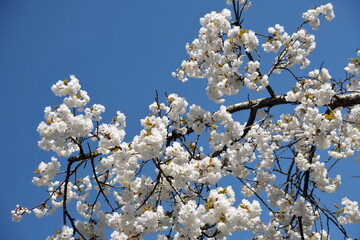 white cherry blossom against blue sky