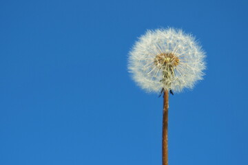Dandelion against a blue sky