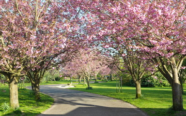 Pink cherry blossom seen on a winding path in a beautiful park