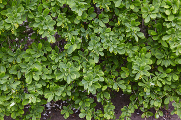 Fototapeta premium Beautiful unripe barberry bush in the spring garden. Family name Berberidaceae, Scientific name Berberis. Blurred image, selective focus