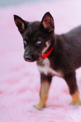 Cute puppy with striking blue eyes on a soft pink background
