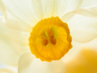 水仙の花のアップ05