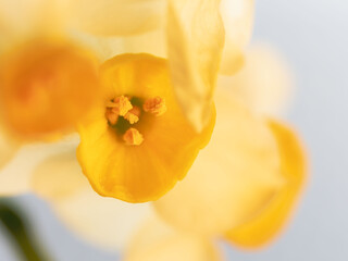 水仙の花のアップ18