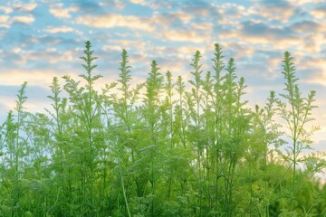 Wild Artemisia plants gleam greenish-silver against a soft blue sky. Early morning light bathes delicate cartoon textures.