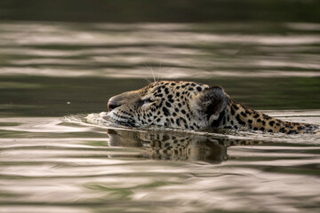 Jaguar swimming to cross a river