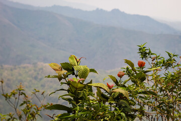 Tropical mountain plains photographed during the day with its vegetation still pristine
