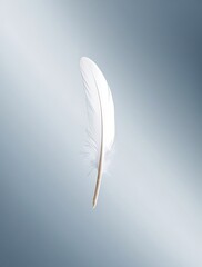 White Feather Floating Gracefully Against a Soft Gradient Background, Symbolizing Lightness, Purity, Freedom, and Elegance in Minimalist Concept
