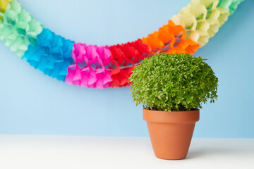 A lush green Manjerico potted plant on a white surface and blue background