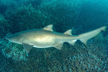 Fototapeta premium 白化したエダサンゴの群生を泳ぐシロワニ 小笠原