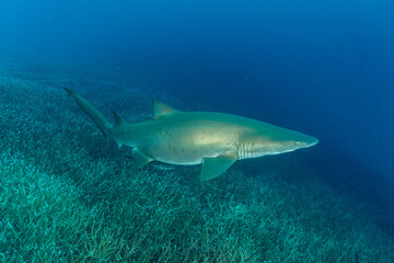 白化したエダサンゴの群生を泳ぐシロワニ　小笠原