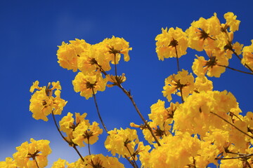 Tabebuia chrysantha or Handroanthus chrysanthus was declared the National Tree of Venezuela due to...