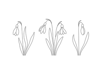 Snowdrop spring flower black line elements, set of hand drawn snowdrops, botanical floral linear design, editable stroke vector illustration