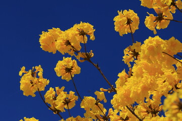 Tabebuia chrysantha or Handroanthus chrysanthus was declared the National Tree of Venezuela due to...