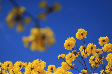 Tabebuia chrysantha or Handroanthus chrysanthus was declared the National Tree of Venezuela due to...