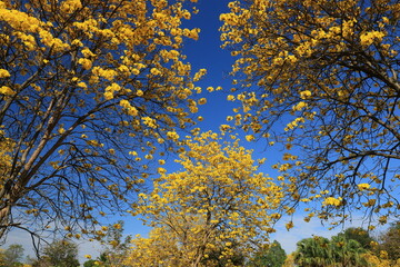 Tabebuia chrysantha or Handroanthus chrysanthus was declared the National Tree of Venezuela due to its status as an emblematic native species of extraordinary beauty.
Huai Pa Pok Resort , THAILAND