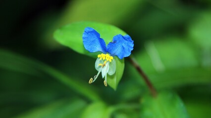 Fototapeta premium 봄에 피는 파란색 꽃, 닭의 장풀