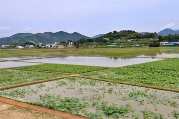 농촌 풍경, 창원시 동읍
