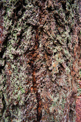 Douglas Fir (Pseudotsuga Menziesii)
