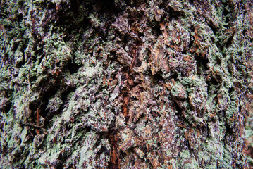 Douglas Fir (Pseudotsuga Menziesii)