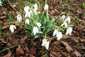 Snowdrop (Galanthus)