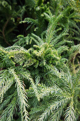 Japanese Cedar (Cryptomeria japonica)