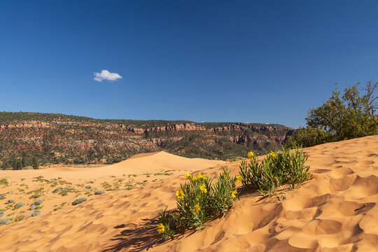 Desert sunflower patch at Coral Pink Sand Dunes state park, Utah