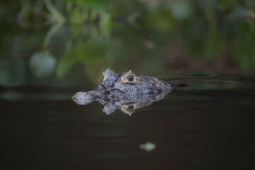 Caiman swimming in the black river in the Pantanal