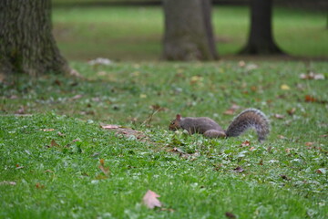 squirrel in the forest