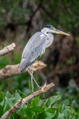 Striated Heron