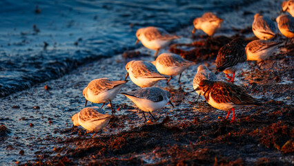 Sanderlings, Ruddy Turnstones and Gulls feeding at the waters edge at Sun Rise