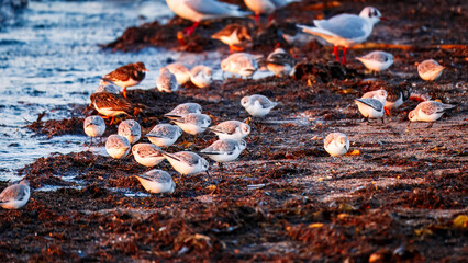 Sanderlings, Ruddy Turnstones and Gulls feeding at the waters edge at Sun Rise