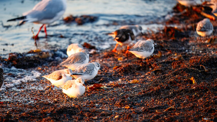 Sanderlings, Ruddy Turnstones and Gulls feeding at the waters edge at Sun Rise
